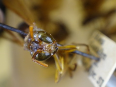 Agelaia panamaensis