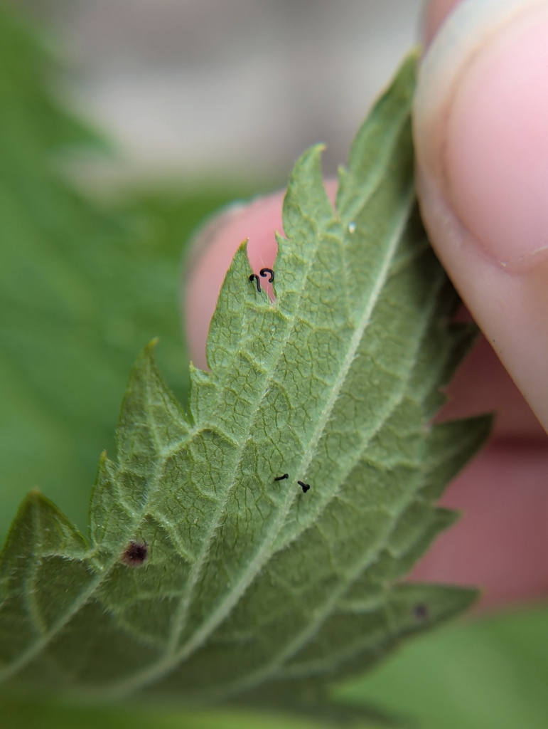 Longitarsus suspectus