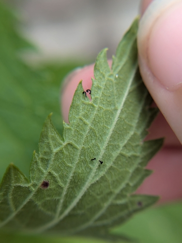 Longitarsus suspectus