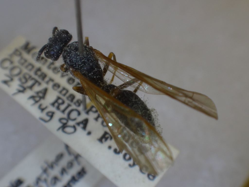 Agelaia xanthopus