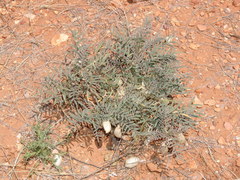 Astragalus allochrous