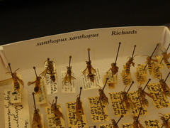 Agelaia xanthopus xanthopus