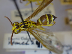 Agelaia xanthopus xanthopus