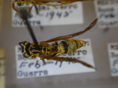 Agelaia xanthopus xanthopus
