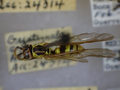 Agelaia xanthopus xanthopus