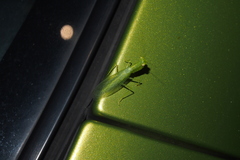 Tropidomantis gressitti