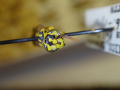 Agelaia xanthopus xanthopus