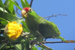 Amazona viridigenalis