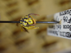 Agelaia xanthopus xanthopus