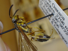 Agelaia xanthopus xanthopus