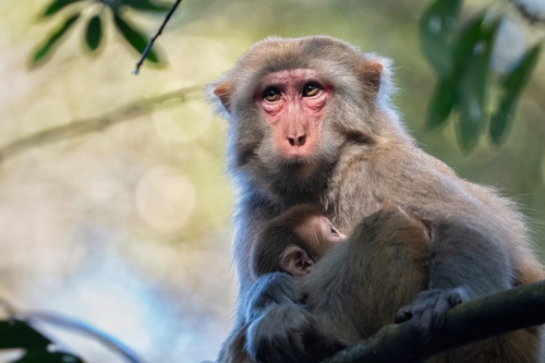 Rhesus Macaque