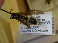 Agelaia xanthopus xanthopus