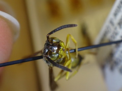 Agelaia xanthopus xanthopus