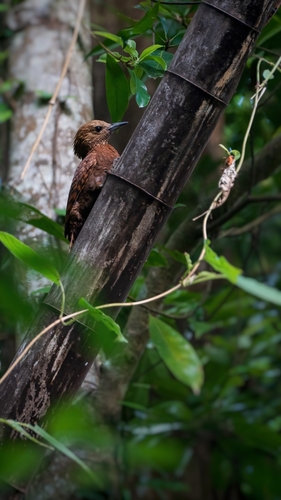Rufous Woodpecker