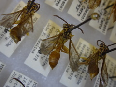 Agelaia xanthopus xanthopus