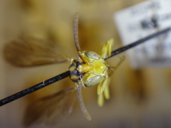 Agelaia xanthopus xanthopus