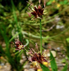 Luzula comosa