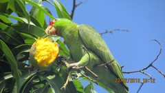 Amazona viridigenalis