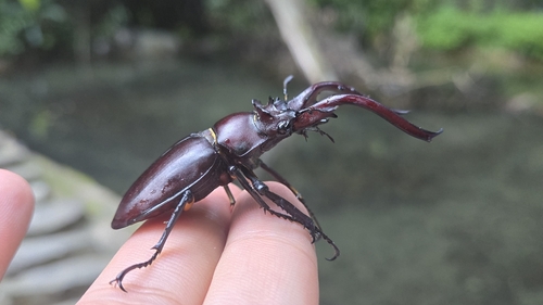 Lucanus hermani