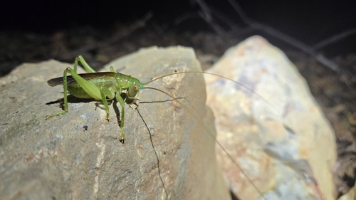 Radigryllacris cylindrigera