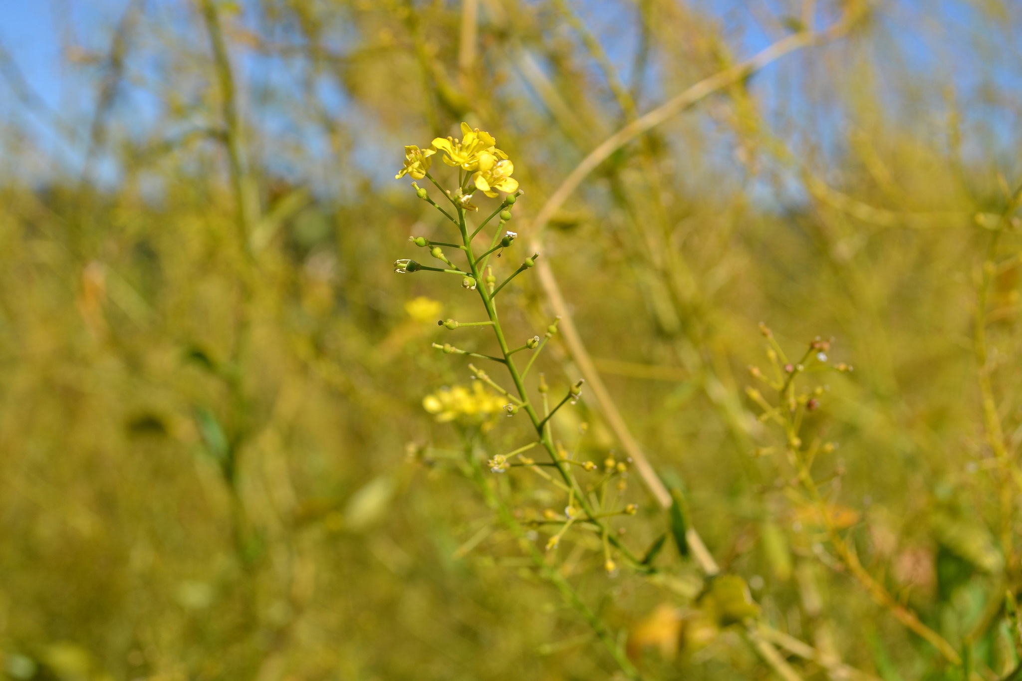 Rorippa austriaca