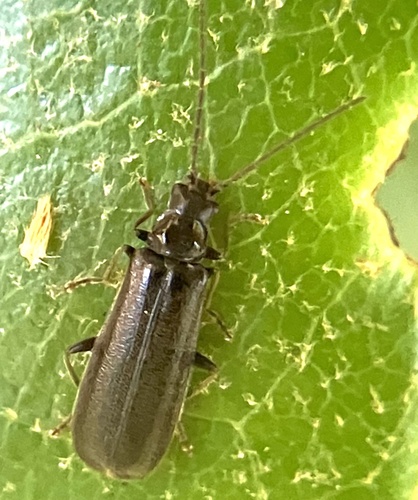 Rhagonycha umbrina