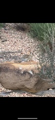 Sylvilagus nuttallii
