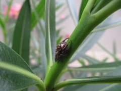 Hyllus