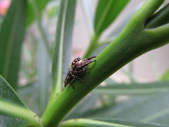 Hyllus