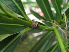 Hyllus