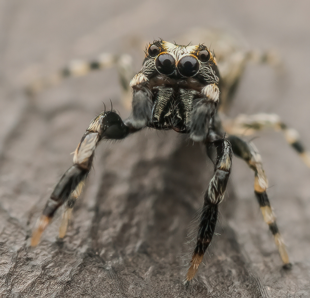 Qingattus wulan