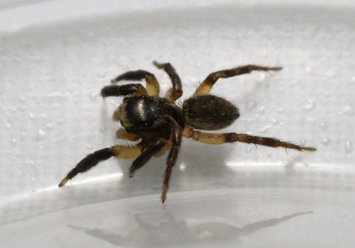 Euophrys sulphurea