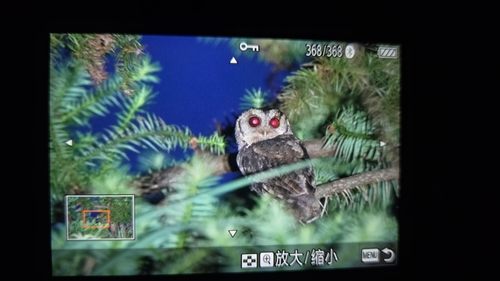 Collared Scops-Owl