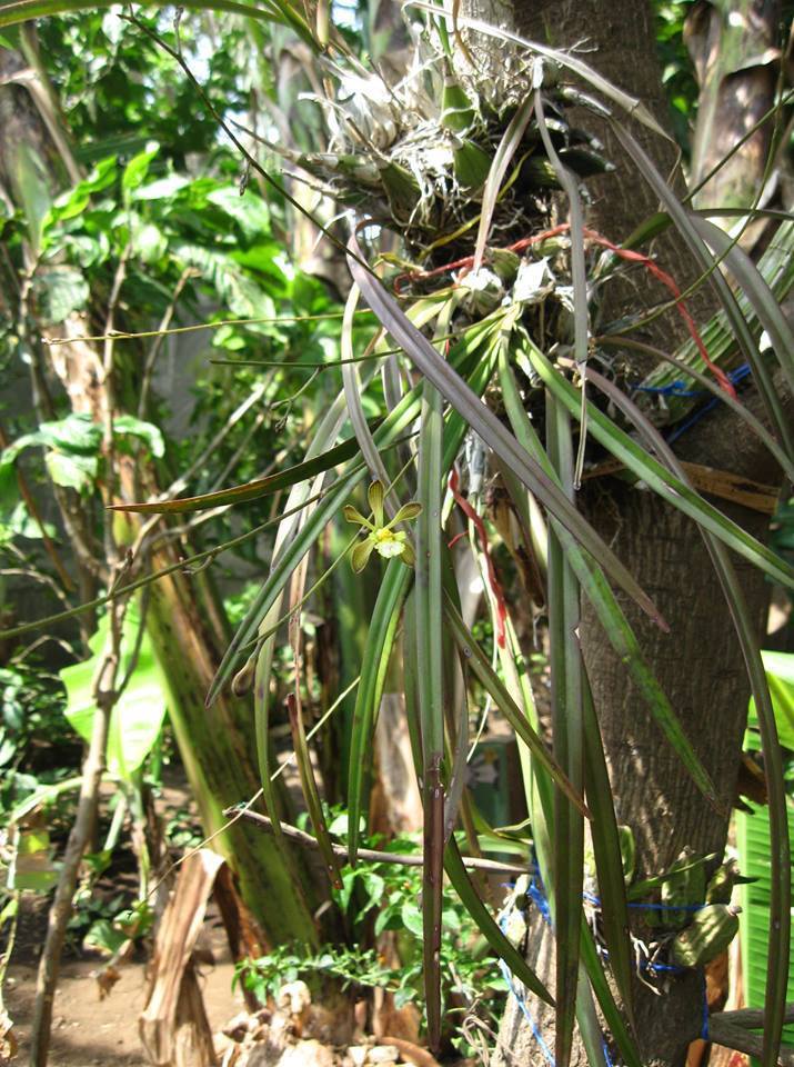 Encyclia papillosa