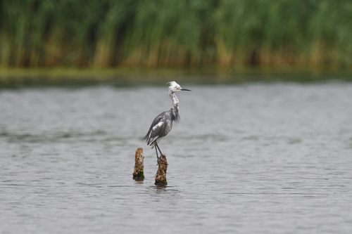 Snowy Egret × Tricolored Heron photographed in New York