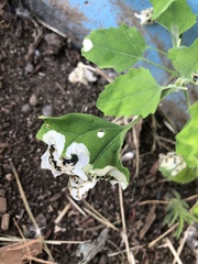 Chrysoesthia sexguttella