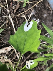 Chrysoesthia sexguttella