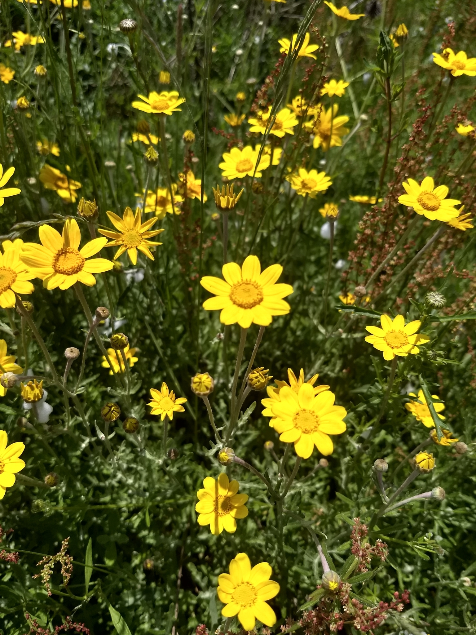 Eriophyllum lanatum