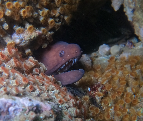 Cunning moray (Uropterygius versutus) — Muraenidae — 4