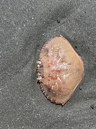 Dungeness Crab, photo 3 of 10