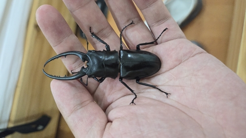 Prosopocoilus confucius