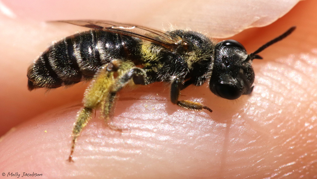Rehn's Miner Bee