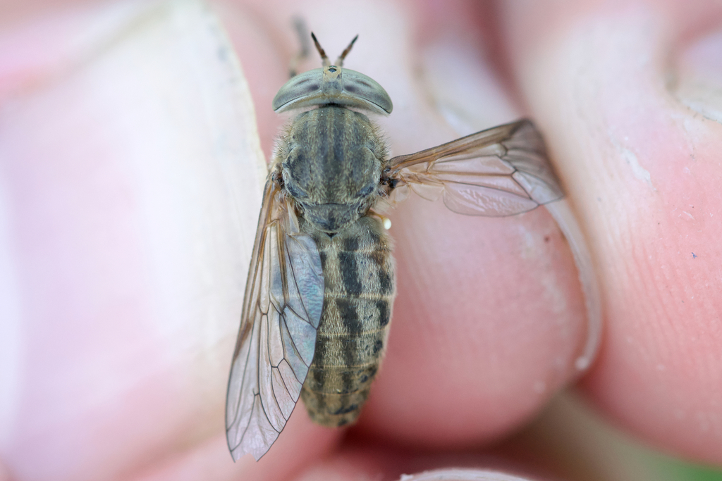 Atylotus calcar