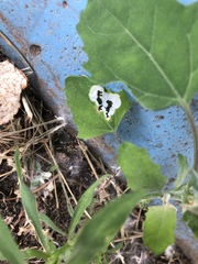 Chrysoesthia sexguttella