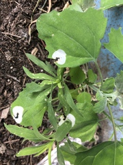 Chrysoesthia sexguttella