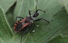 Rhynocoris ventralis