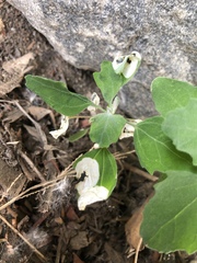 Chrysoesthia sexguttella