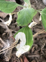 Chrysoesthia sexguttella