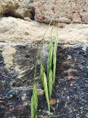 Bromus