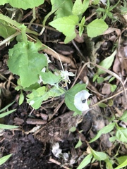 Chrysoesthia sexguttella